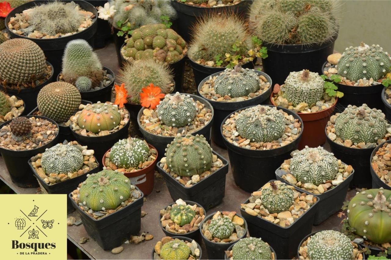 Bosques De La Pradera Ξενοδοχείο Manizales Εξωτερικό φωτογραφία